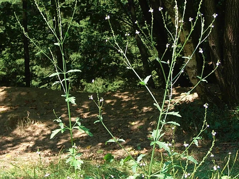 Bedding Verbena (Verbena x hybrida) growing in a UK garden