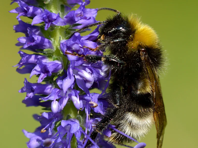 Speedwell (Veronica spicata) growing in a UK garden