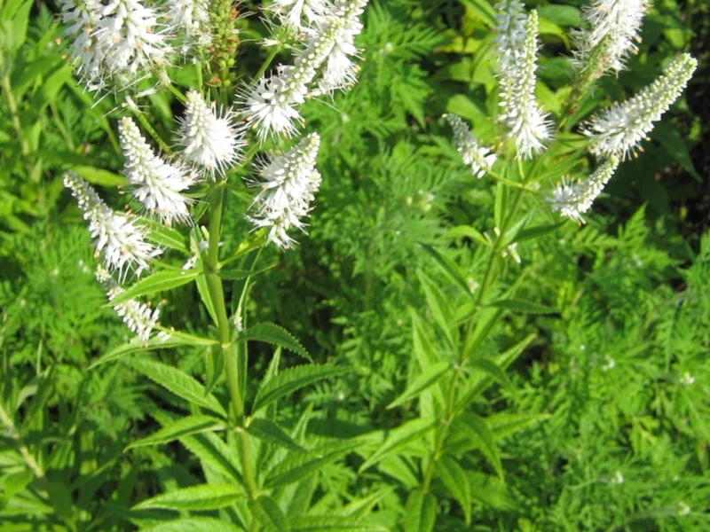 Culver's Root growing in a UK garden