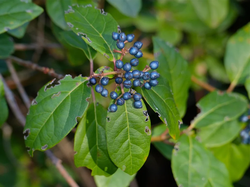 Viburnum tinus (Viburnum tinus) growing in a UK garden
