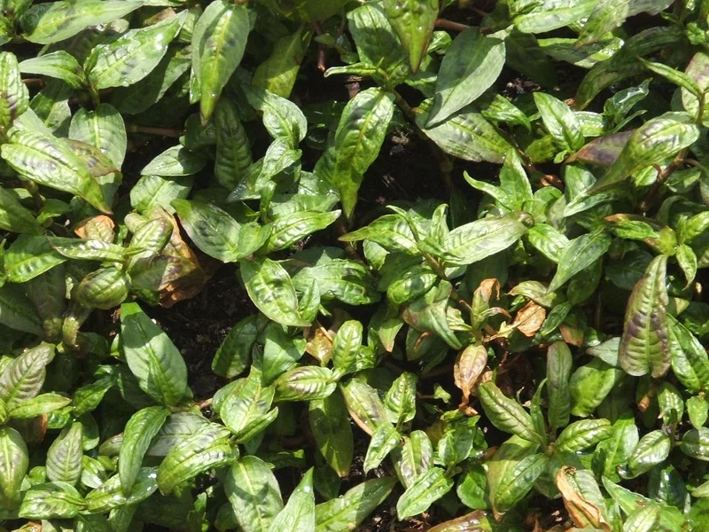 Vietnamese Coriander (Persicaria odorata) growing in a UK garden