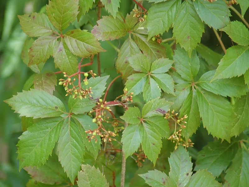 Virginia Creeper (Parthenocissus quinquefolia) growing in a UK garden