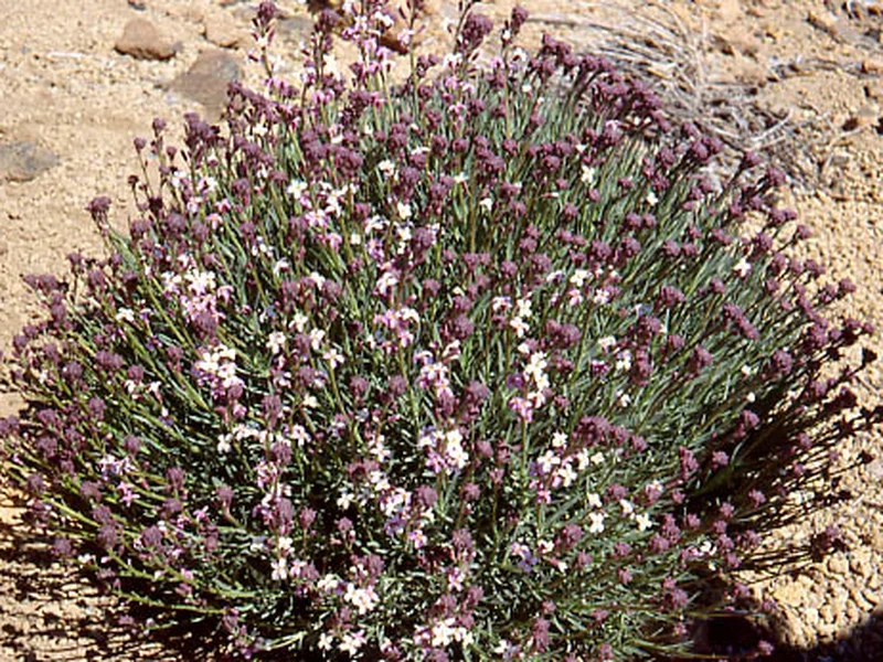 Wallflower 'Bowles' Mauve' growing in a UK garden