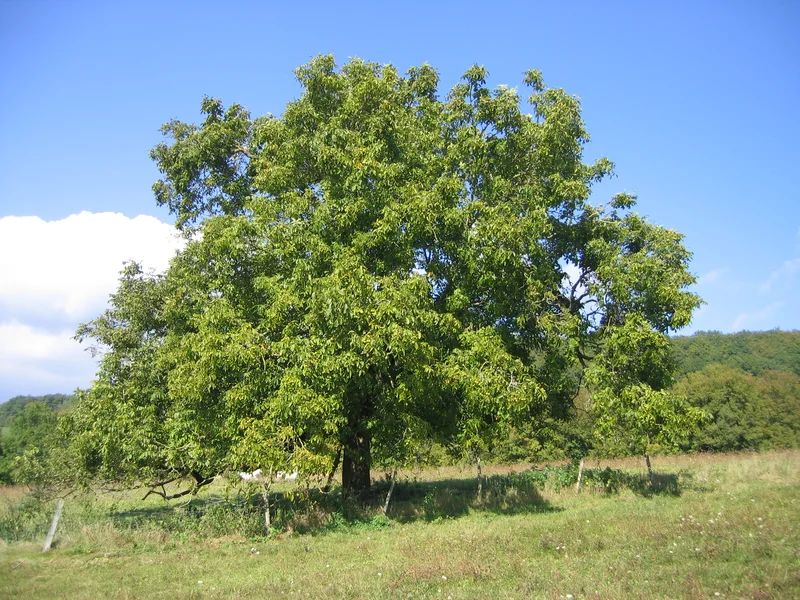Walnut (Juglans regia) growing in a UK garden