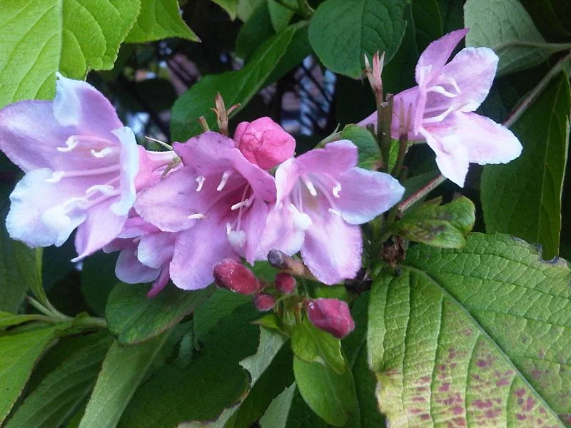 Weigela (Weigela florida) growing in a UK garden