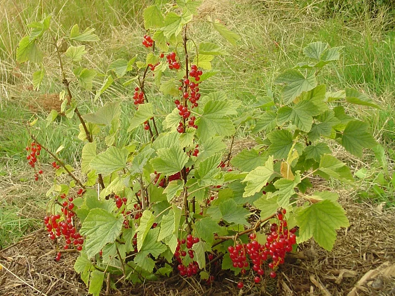 Whitecurrant (Ribes rubrum) growing in a UK garden