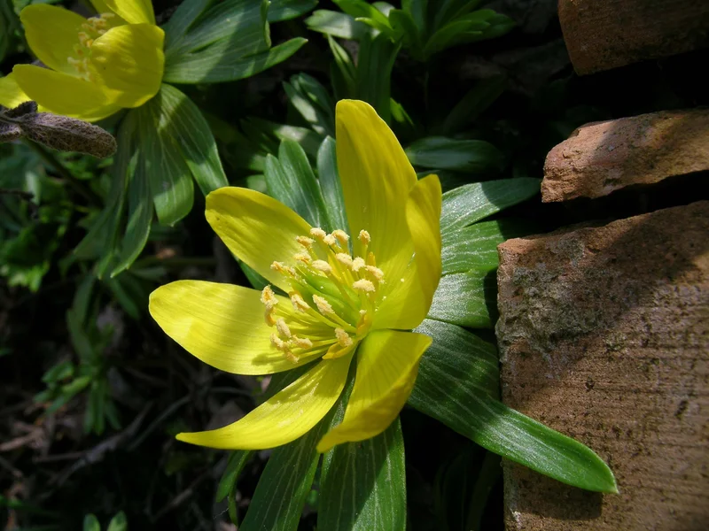 Winter Aconite (Eranthis hyemalis) growing in a UK garden