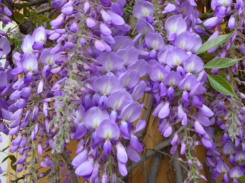 Wisteria (Wisteria sinensis) growing in a UK garden