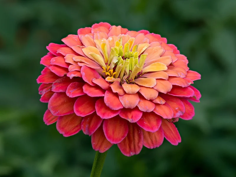 Zinnia (Zinnia elegans) growing in a UK garden